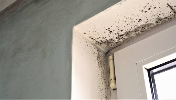 Best Basement Mold Removal  in Cocoa, FL