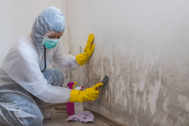 Best Mold Odor Removal Services  in Cocoa, FL