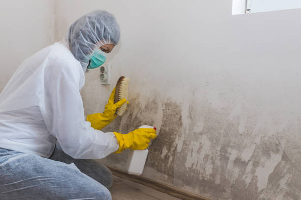 Best Mold Odor Removal Services  in Cocoa, FL