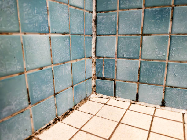Best Airborne Mold Testing  in Cocoa, FL