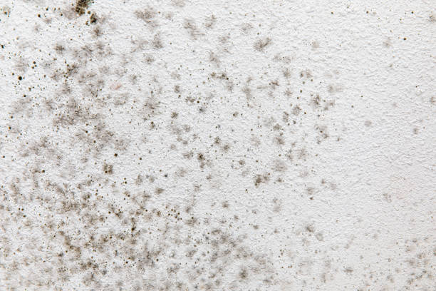 Best Mold Removal for HVAC Installations  in Cocoa, FL