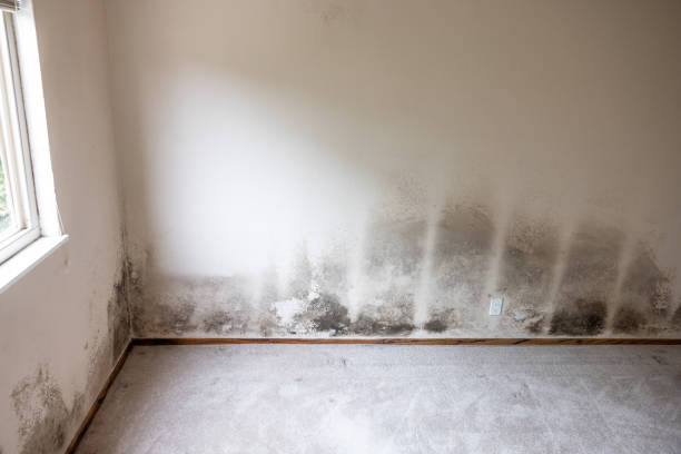 Mold Odor Removal Services in Cocoa, FL