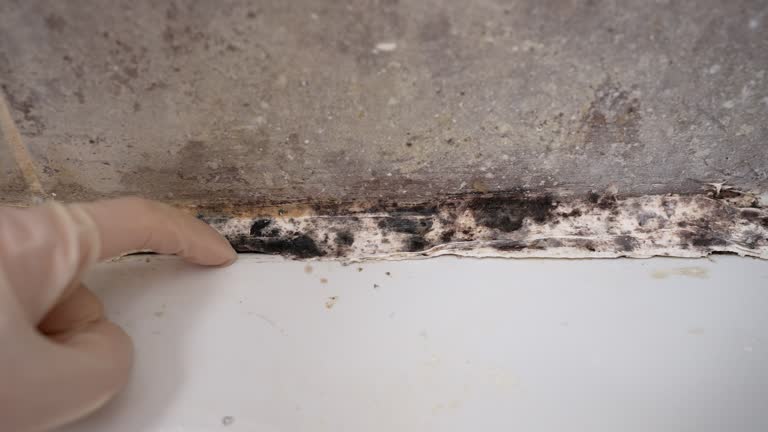 Mold Remediation for Vacation Homes in Cocoa, FL
