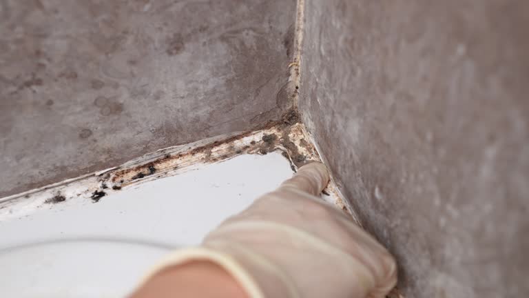 Best Mold-Related Health Consultation  in Cocoa, FL